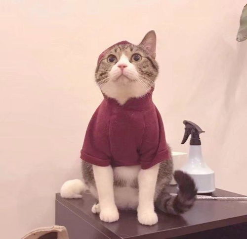 有什么好的萌宠头像推荐一下主要猫猫狗狗的