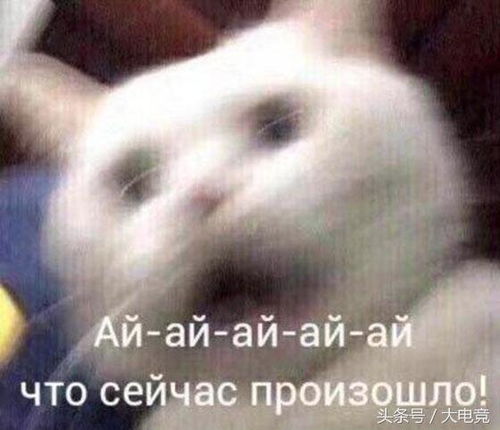 特别搞笑的表情包猩猩