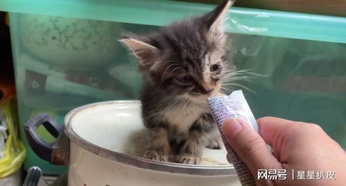 失去至亲的小奶猫,幸运遇上一群好心人,被领养后猫咪成干饭达人