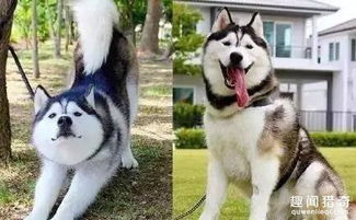 话说自从二哈当了奶爸之后,竟然成熟稳重了
