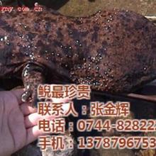 慈利县大泉大鲵养殖专业合作社