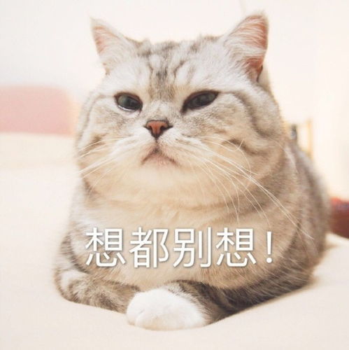 适合发给对象的萌宠表情包