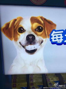 有一张表情有个狗笑的特别好玩露出的人牙谁能发我个图我做头像,就像