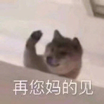 今日份的搞笑可爱表情包已送达