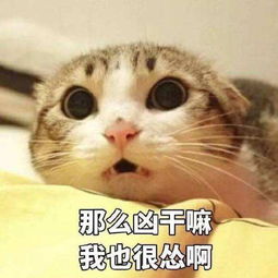 搞笑9张动物搞笑表情包让你笑个不停