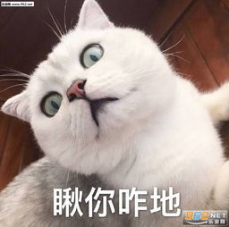 还不起床表情包book思议猫咪表情包下载乐游网游戏下载
