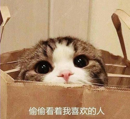 我非常喜欢猫,但我从不养宠物
