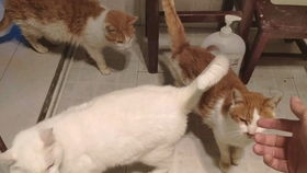 沙雕猫咪表情包