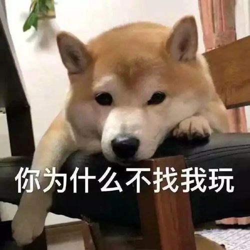 搞笑狗狗表情包第四弹