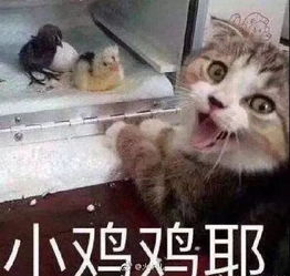 鼻子大拇指大丁丁大不,有可能是越小越大