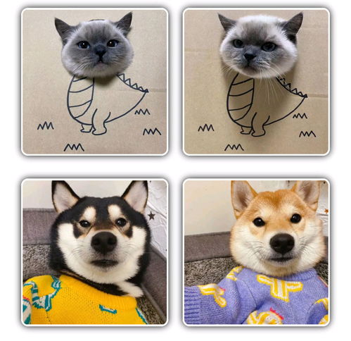 猫咪情侣头像可爱,动物情侣头像,狗狗情侣头像搞怪,狗狗情头,柴犬情头,柴犬可爱头像情侣,猫咪情侣头像可爱,猫猫的情侣头像,猫猫情侣头像无水印,猫咪情侣头像无水印