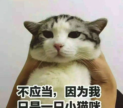 是什么阻碍了人类的进步是什么限制了你的成功是猫