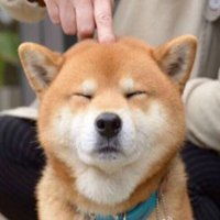 柴犬头像高清逗比头像柴犬逗比情侣头像