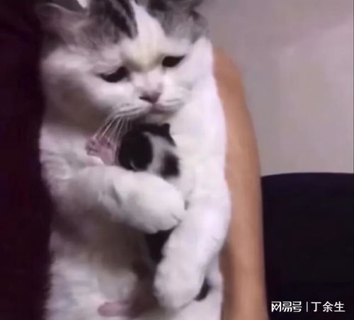 男朋友爱撸猫不爱我怎么办猫猫的表情也太搞笑了吧,哈哈