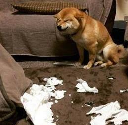 为帮助主人完成作业,柴犬竟这样做