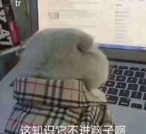 捕捉到几只肥主子,铲屎官确认过眼神是我想养的主子