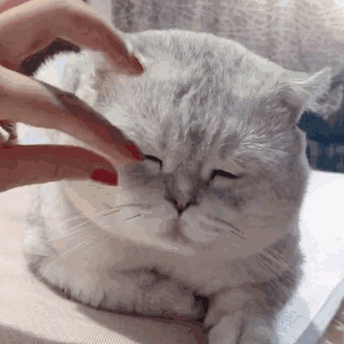 我的收藏