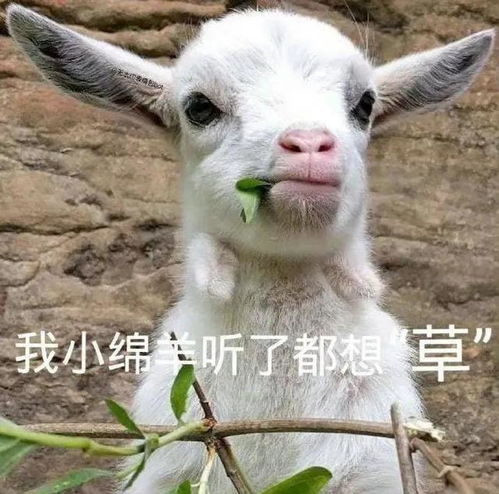 表情包分享