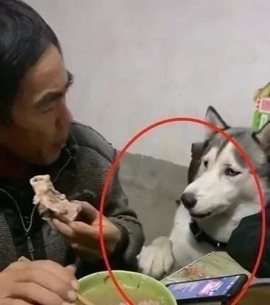 姥爷吃大骨头,一旁二哈的表情笑喷了,狗姥爷,给我吃一口呗