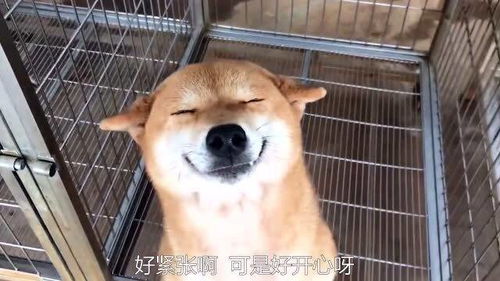搞笑视频狗子这表情,在想什么呢