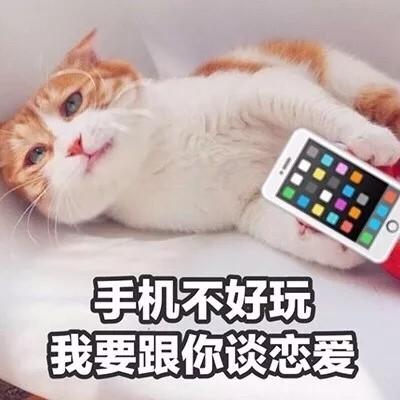 2018最新搞笑动物头像带字好玩我是一只会说话的可爱猫咪