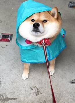 狗狗有多讨厌下雨天看它们的表情就知道啦