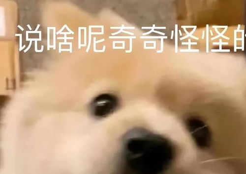 气死了我早起贪黑打工,最大受益者竟是狗子