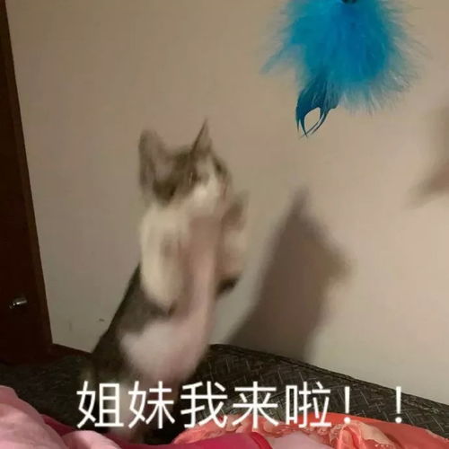 姐妹表情包图片我来啦,要一直在一起,搞笑的情谊