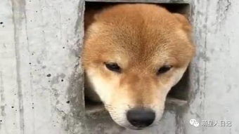 墙洞中露出三个脑袋,搞怪柴犬向路人打招呼