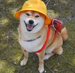 一条正经的柴犬让主人给玩成了二哈,这样的宠物给我来一打