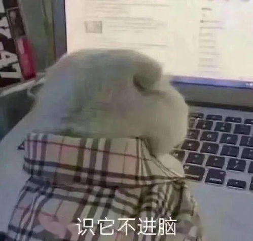 李可云搞笑表情包工地