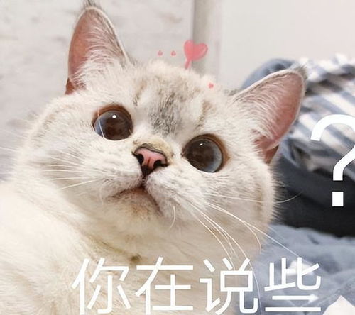 你养猫的最大动机是什么看到第一个已感同身受