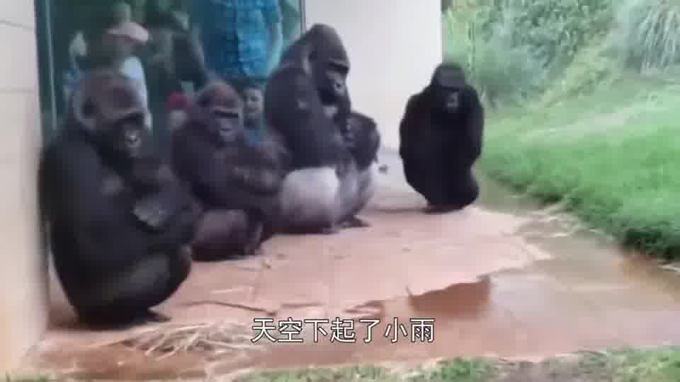 大猩猩迈着小碎步贴墙躲雨,生怕淋雨的表情,太逗了