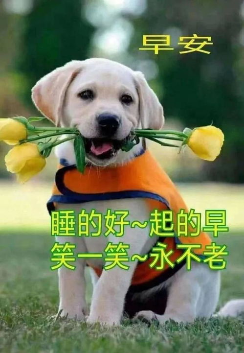 品尝幸福的意义,接受祝福的信息,祝你早安温馨无比