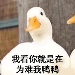 表情包鸭鸭傲娇对不起,可爱真的能为所欲为
