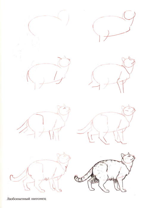 50个猫的画法,四步画出猫咪老师