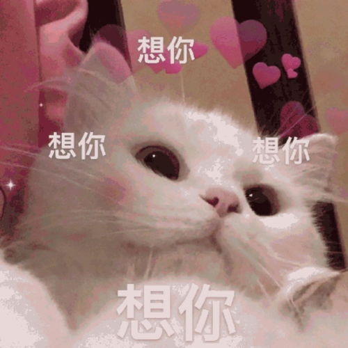 萌宠表情包想你,想要钻进你的怀里