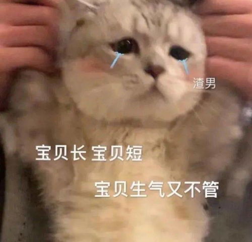 动物表情包下贱