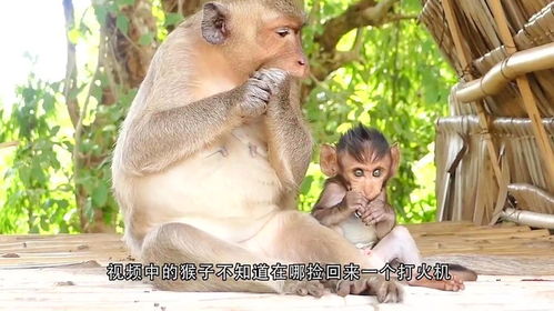 猴子第一次照镜子,小家伙的表情太搞笑,网友这是在嫌弃自己