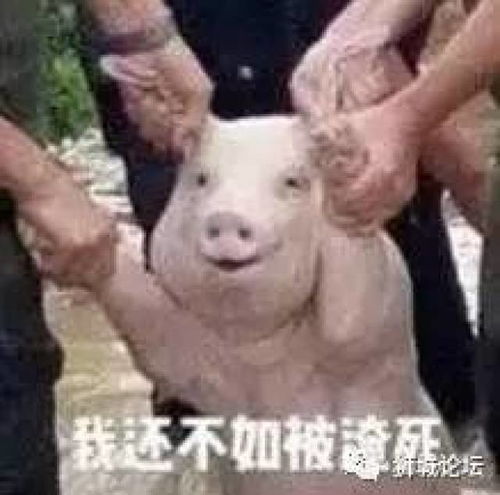 那只从台风中救出来的猪,被恶搞成表情包了,哈哈哈哈哈哈哈哈哈哈哈..