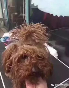 网友家附近有一只猫霸,平时没事就对附近的猫做这样的事,好羞耻