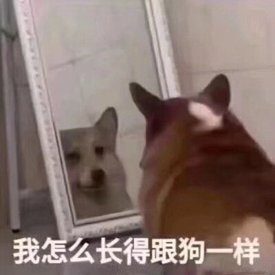 搞笑萌宠