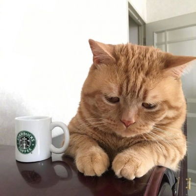 现实版吃货猫咪头像,喵星人搞笑微信动物图片头像