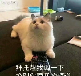 拜托帮我调一下换到你爱我的频道