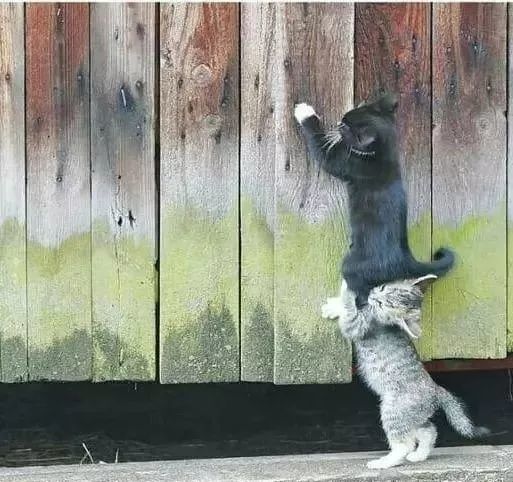 爆笑猫图表情包又来啦