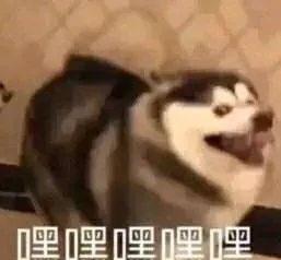 终于知道为啥大家最怕东北人说情话了,婚礼誓词都被你们玩坏了