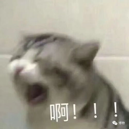 猫咪爱吃鱼你可能一直以来误解它了