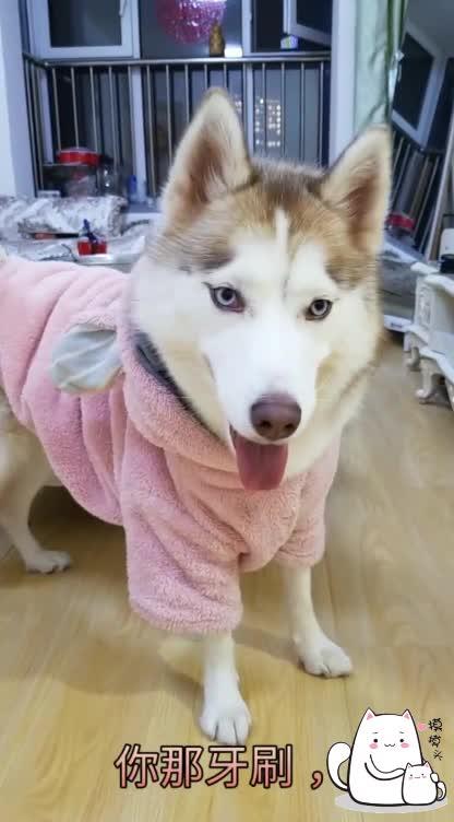 二哈妈,我想买个牙刷,二哈的表情笑死了