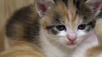 猫仔死飞