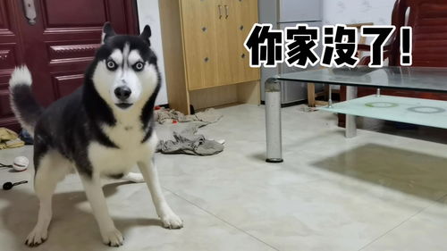 哈士奇柯基的粽子包肉,劳资的粽子包狗粮,你当本哈傻